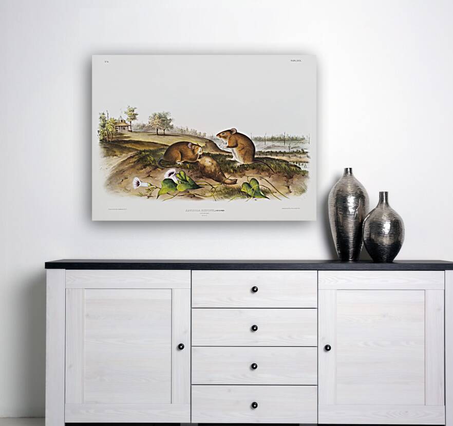 Cotton Rat Arvicola hispidus  Reproduction