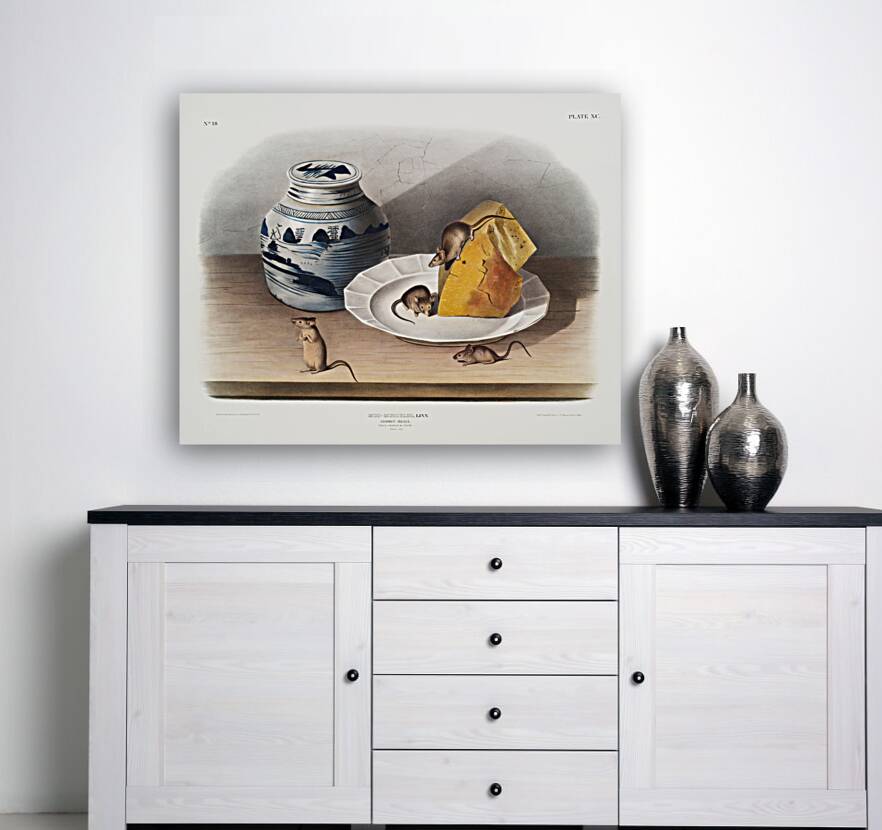 Cotton Rat Arvicola hispidus  Reproduction