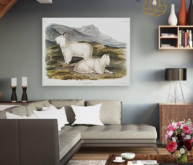 Tawny Weasel Putorius fuscus  Reproduction