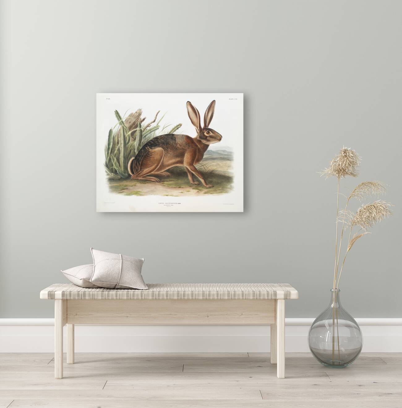 Californian Hare Lepus californicus  Reproduction