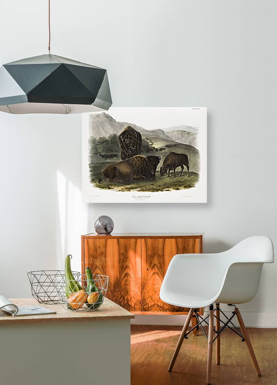 Californian Hare Lepus californicus  Reproduction