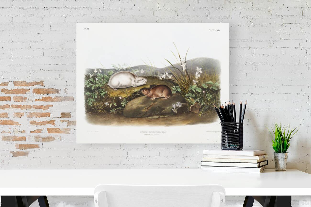 Hudson Bay Lemming Myodes Hudsonius  Reproduction