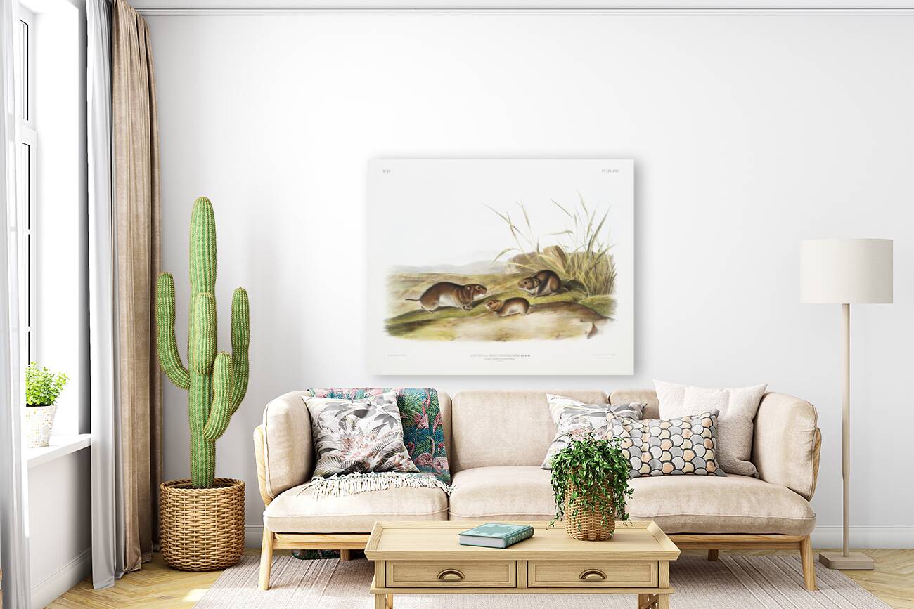 Yellow cheeked Meadow Mouse Arvicola xanthognathus  Reproduction