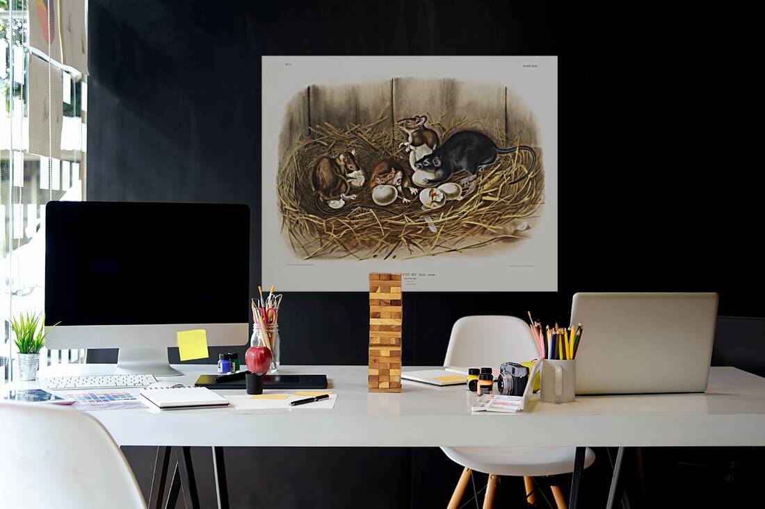 Black Rat Mus Rattus et var  Reproduction