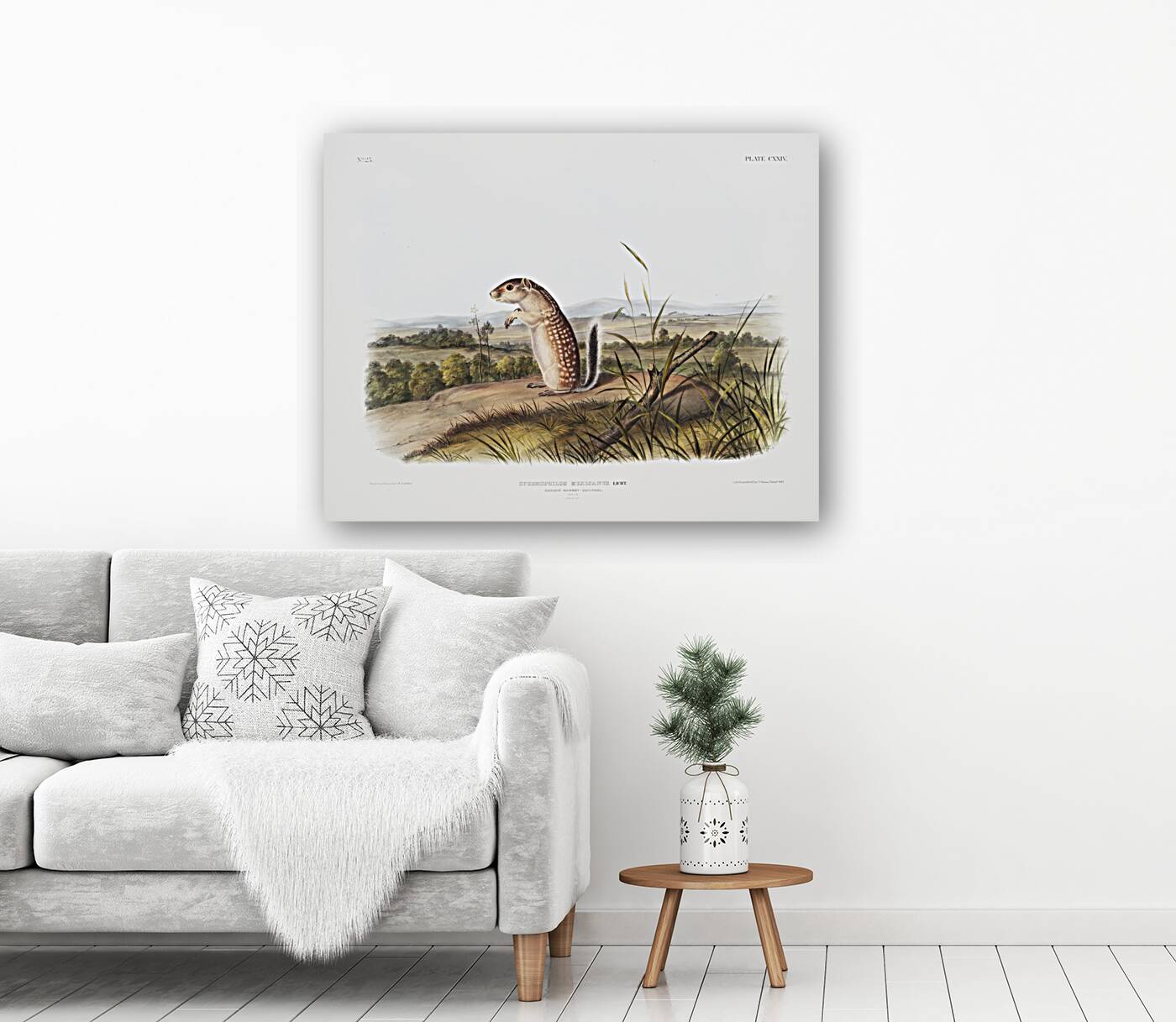 Mexican Marmot Squirrel Spermophilus Mexicanus  Reproduction