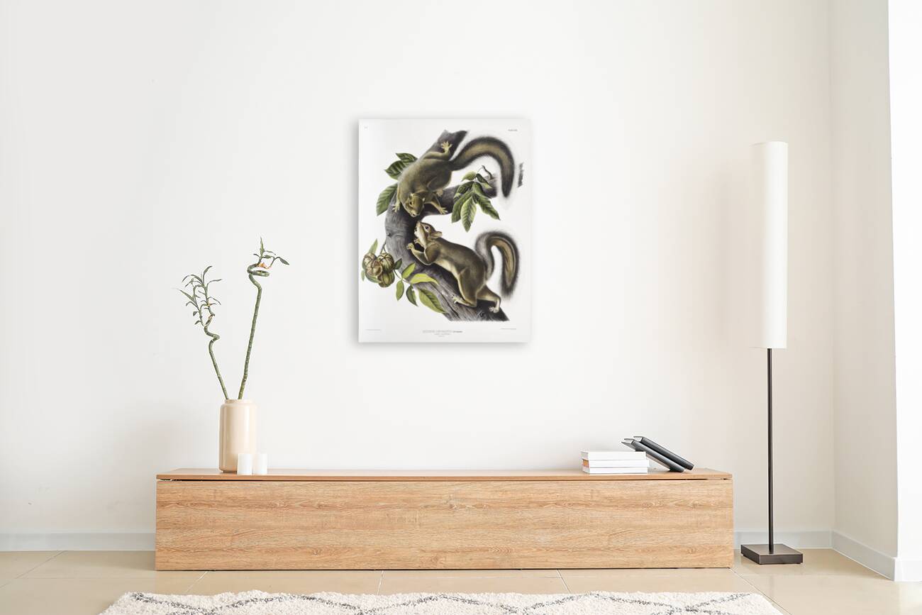 Hare Squirrel Sciurus leporinus  Reproduction