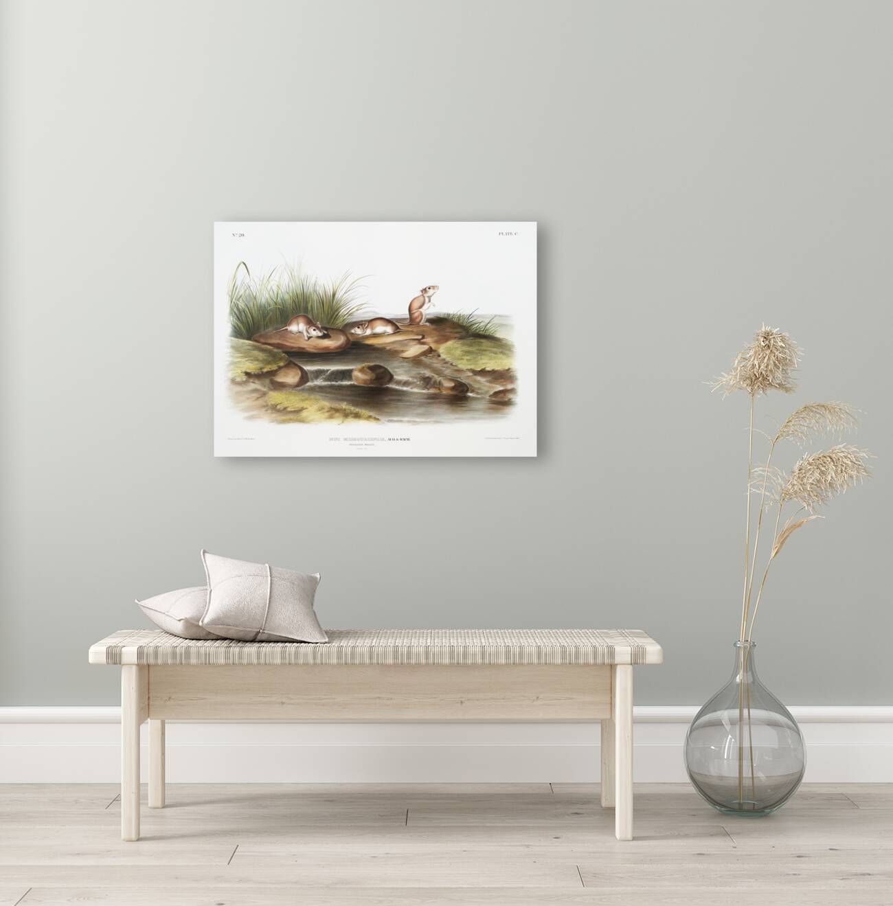 Missouri Mouse Mus missouriensis  Reproduction