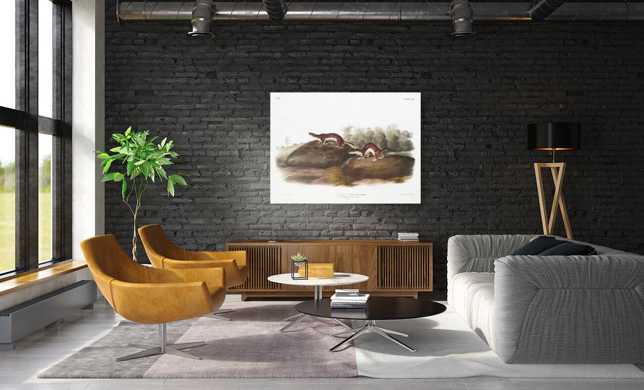 Little American Brown Weasel Mustela fusca  Reproduction