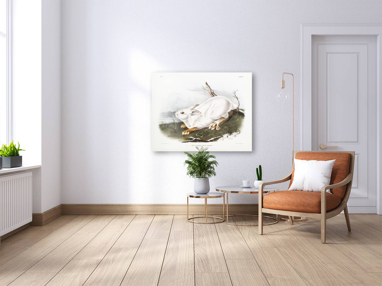 Northern Hare in winter Lepus Americanus  Reproduction