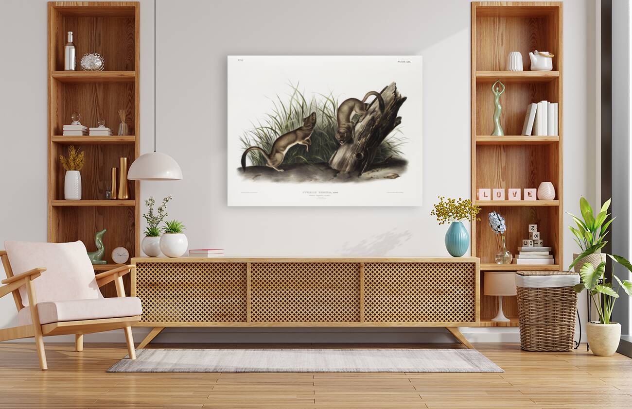 White Weasel Stoat Puttorius ermninea  Reproduction