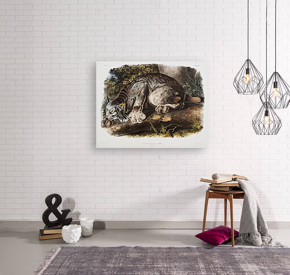 Canada Lynx Lynx Canadensis  Reproduction