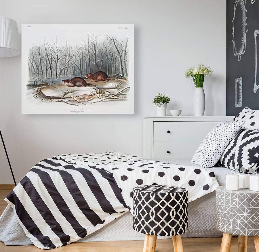 Meadow Mouse Arvicola richardsonii  Reproduction