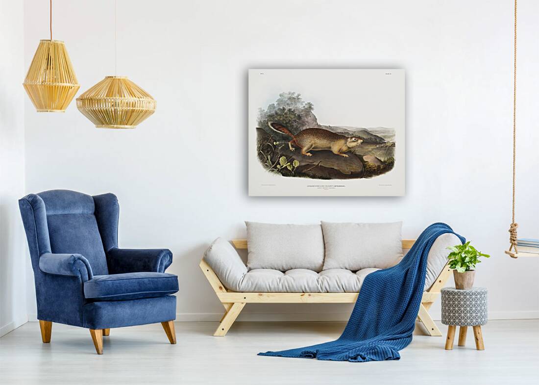 Marmot Squirrel Spermophilus Parryi  Reproduction