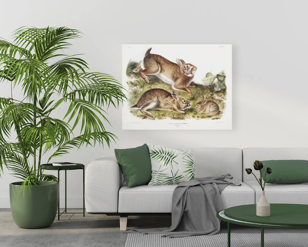 Grey Rabbit Lepus Sylvaticus  Reproduction