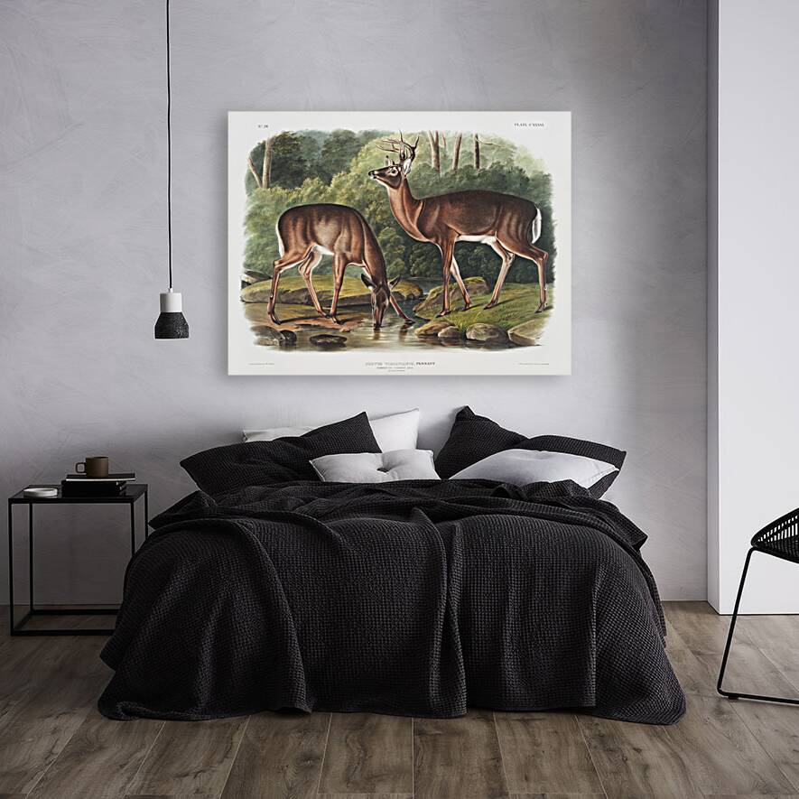 Deer or Virginian Deer Cervus Virginianus  Reproduction