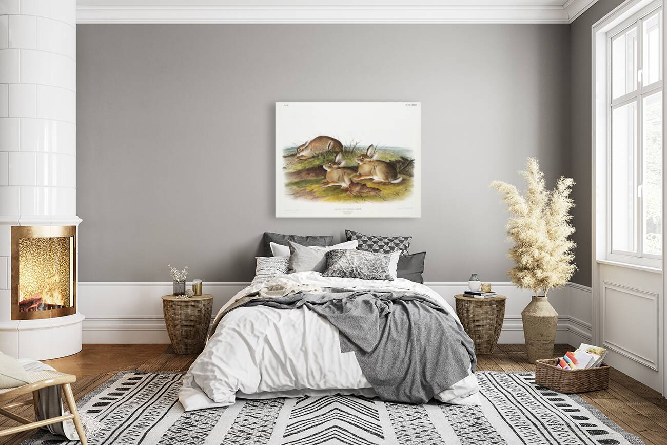 Warm Wood Hare Lepus artemesia  Reproduction