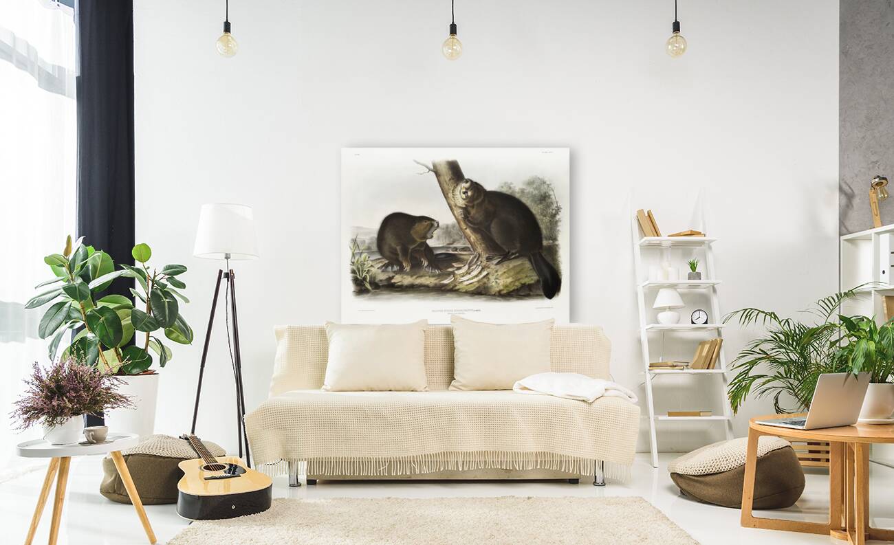 American Beaver Castor fiber Americanus  Reproduction