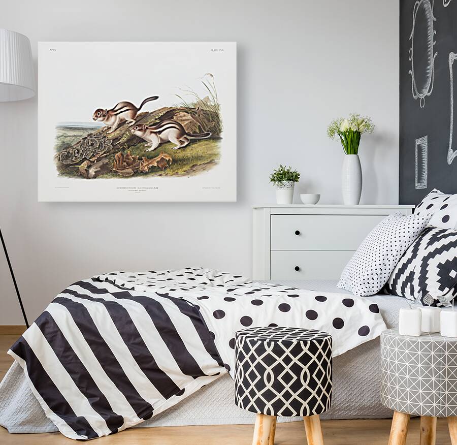 Marmot Squirrel Spermophilus lateralis  Reproduction