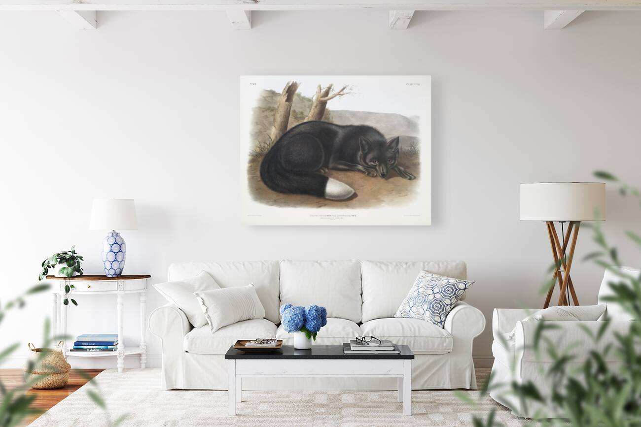 American Black or Silver Fox Vulpes fulvus  Reproduction