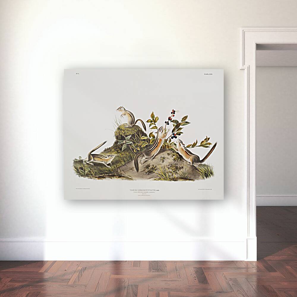 Four-striped Ground Squirrel Tamias quadrivitatus  Reproduction