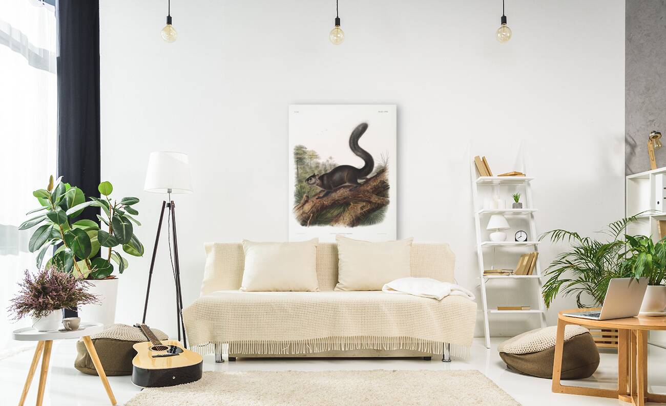 Dusky Sqiurrel Sciurus nigrenscens  Reproduction