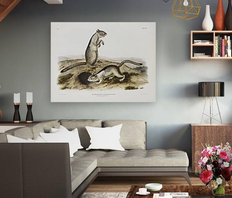 Spermophile Spermophilus Douglassii  Reproduction