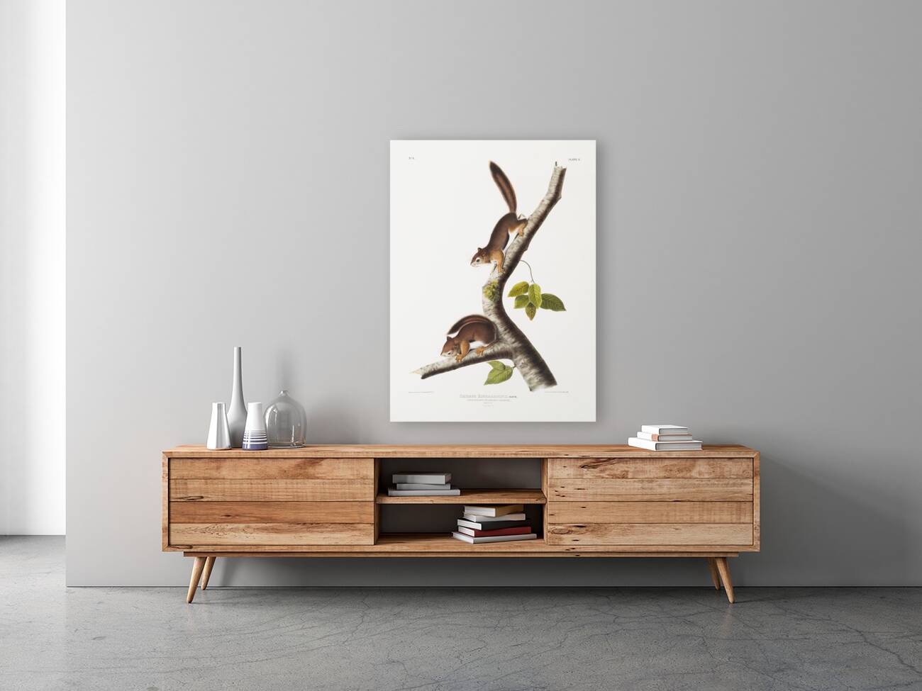 Columbian Squirrel Sciurus Richardsonii  Reproduction