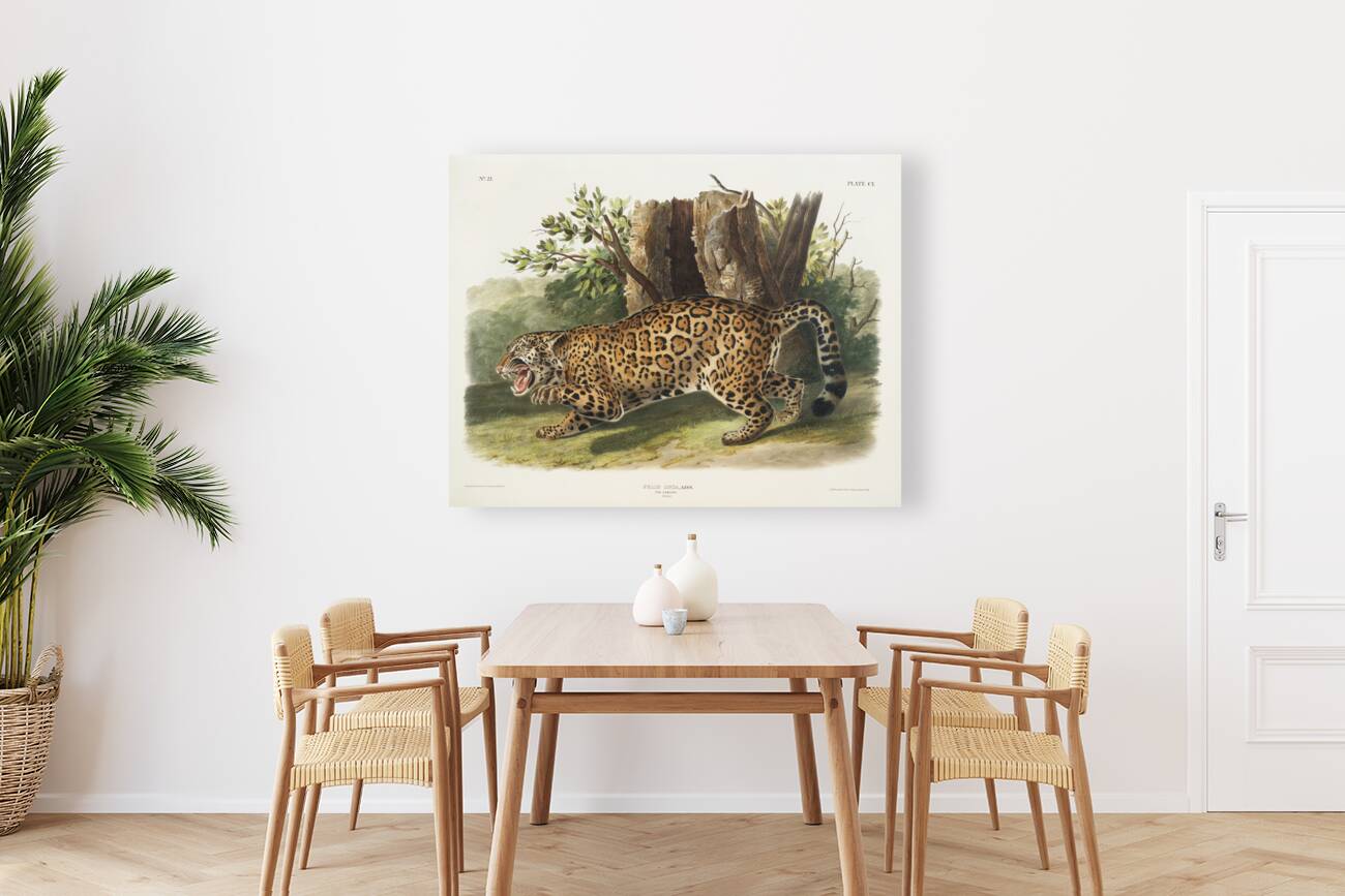 Jaguar Felis onca  Reproduction