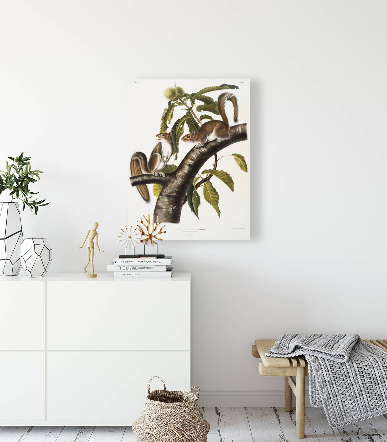 Carolina Grey Squirrel Sciurus Carolinensis  Reproduction