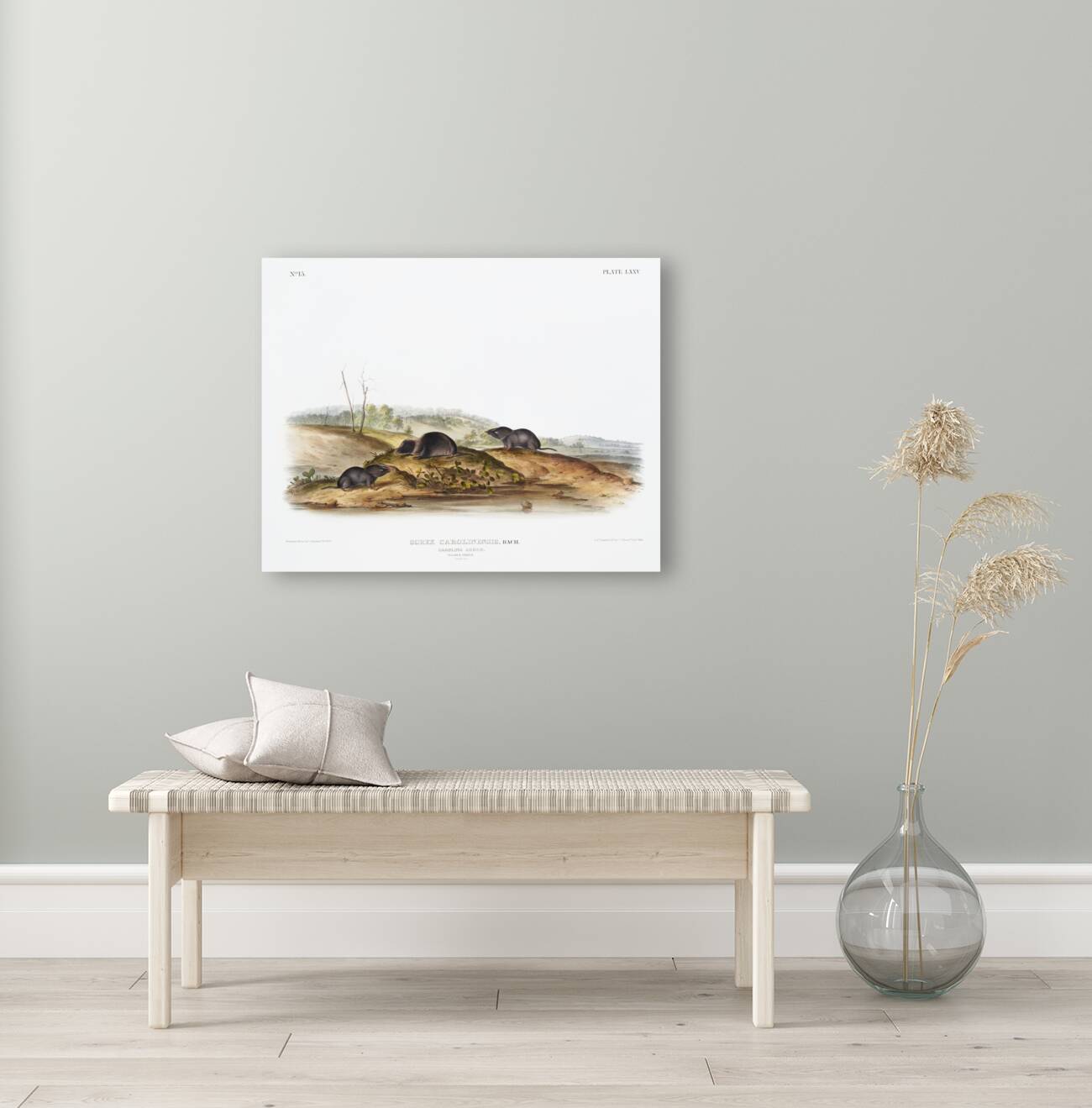 Carolina Shrew Sorex Carolinensis  Reproduction