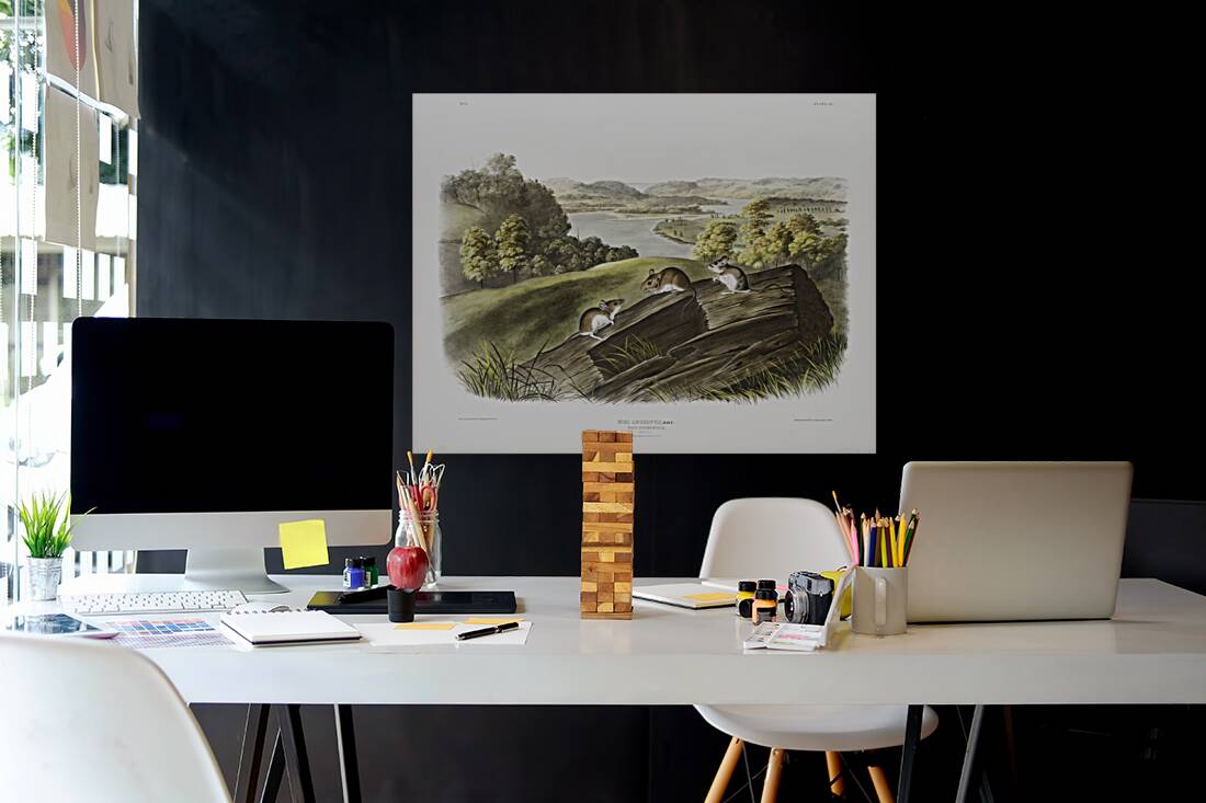 White-footed Mouse Mus leucopus  Reproduction