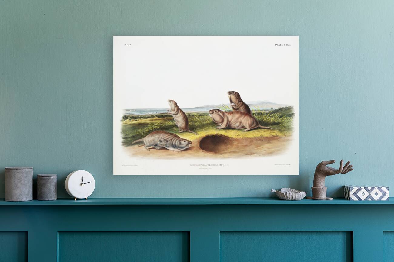 Camas Rat Pseudostoma Borealis  Reproduction