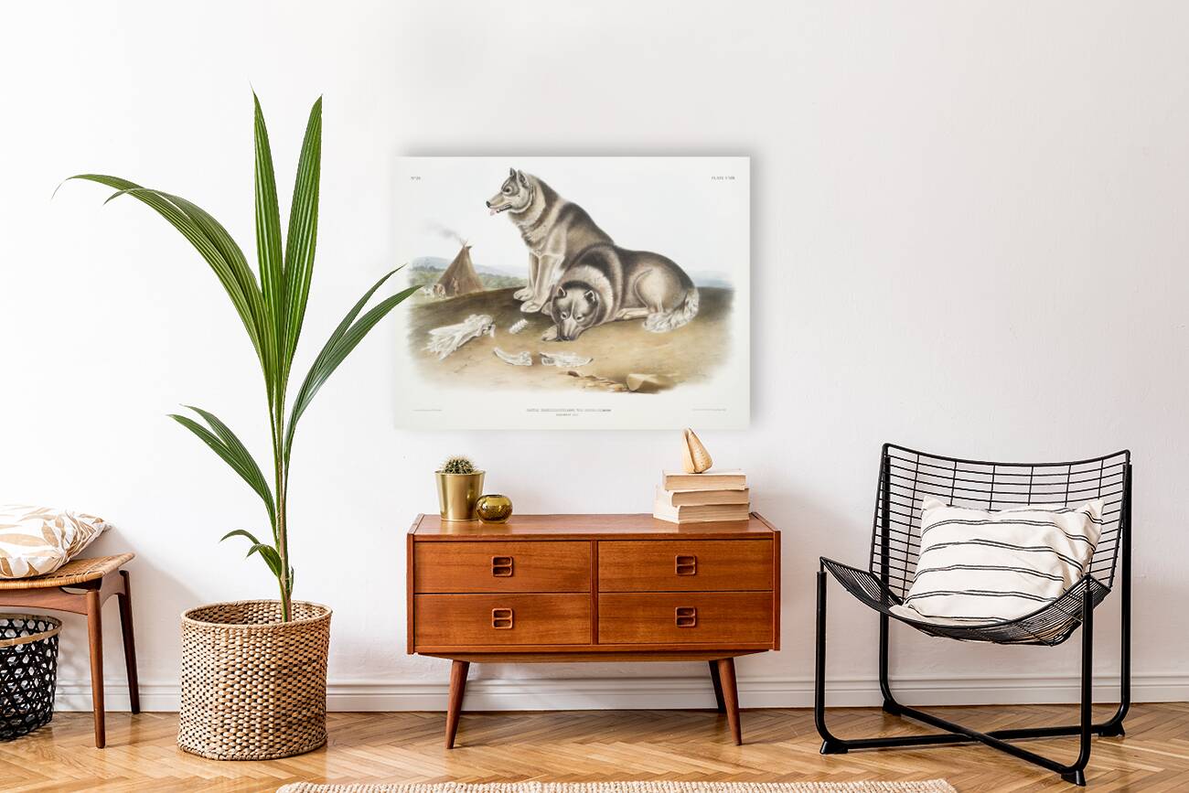 Esquimaux Dog Canis familiaris  Reproduction