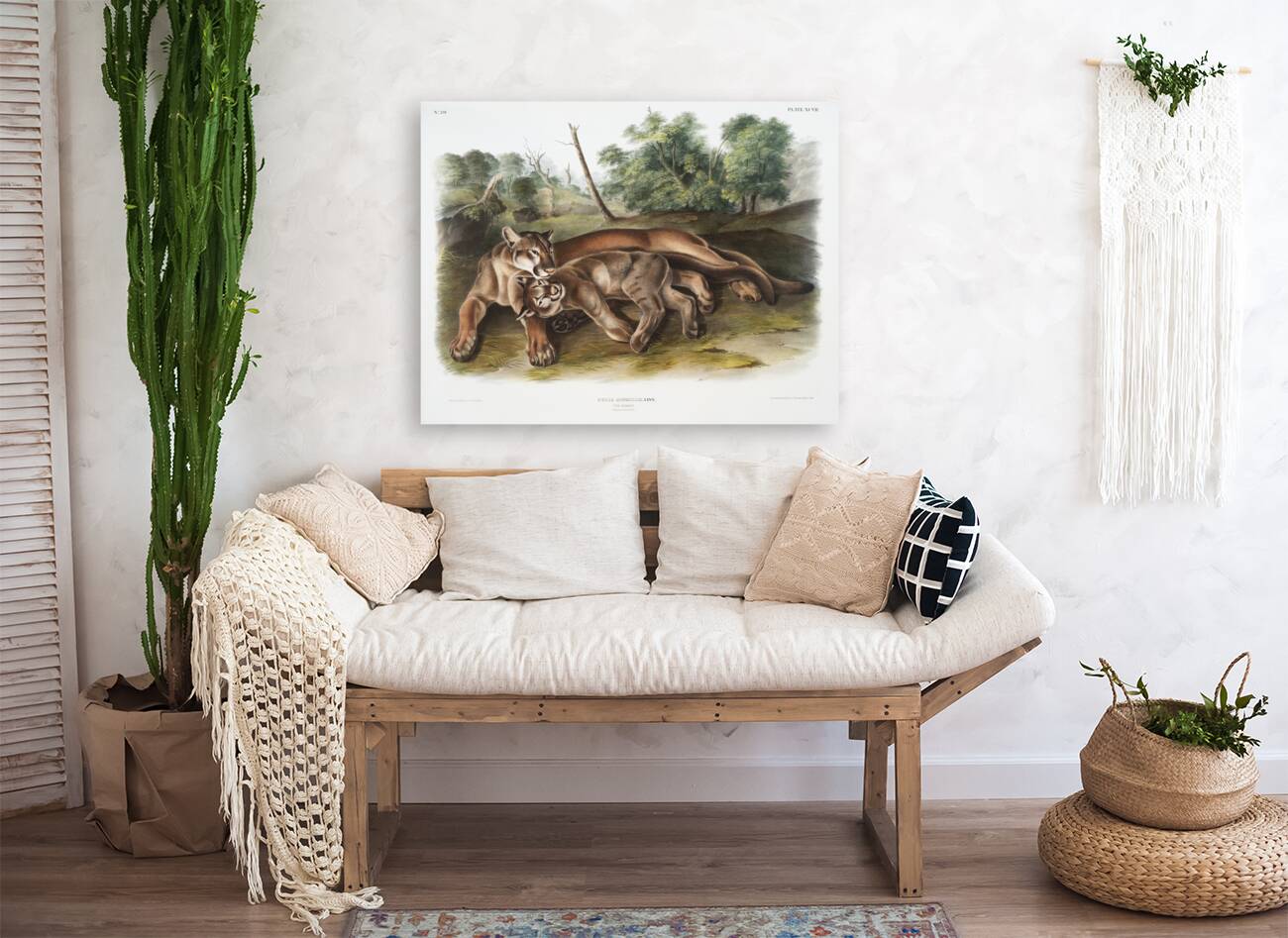 Cougar Felis concolor  Reproduction