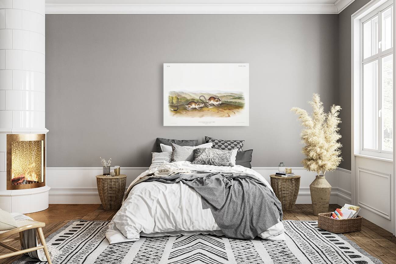 Pouched Jerboa Mouse Dipodomys Phillipsii  Reproduction