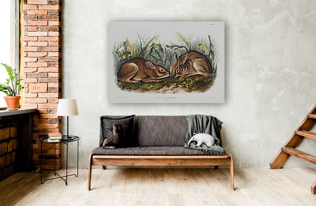 Marsh Hare Lepus palustris  Reproduction