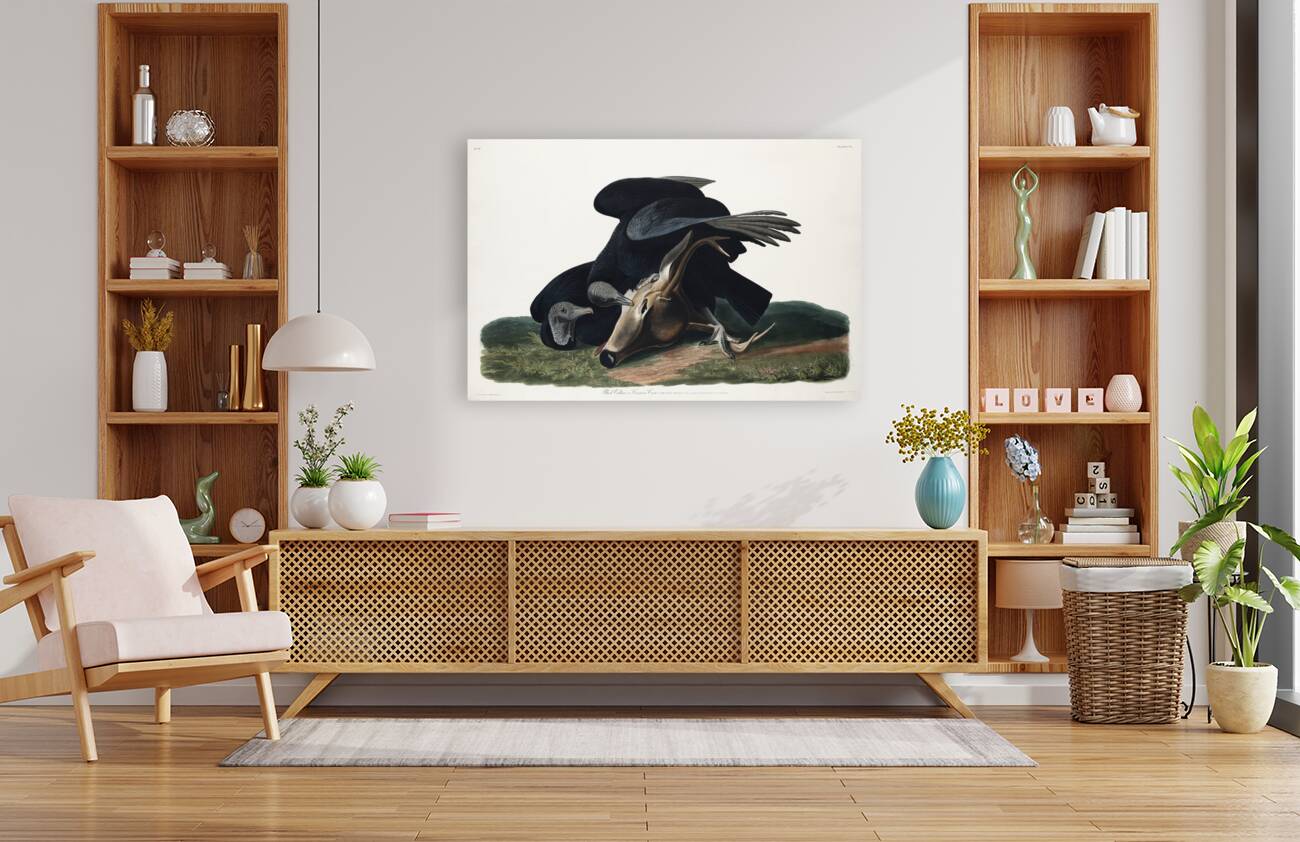 Black Vulture or Carrion Crow Reproduction