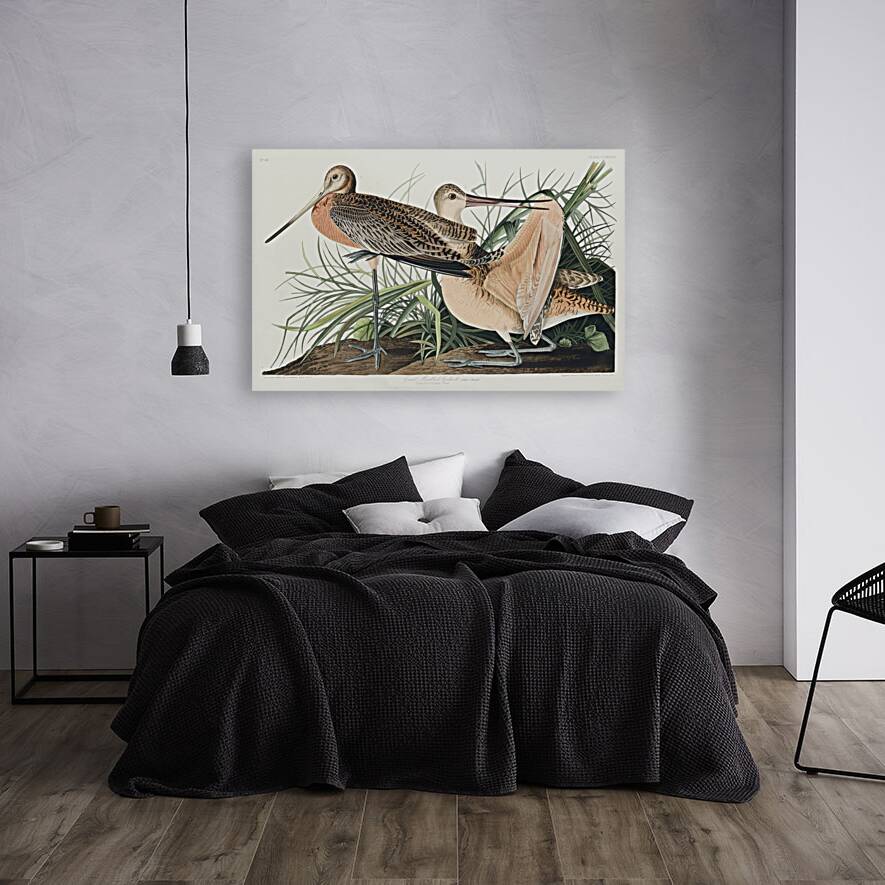 Great Marbled Godwit Reproduction