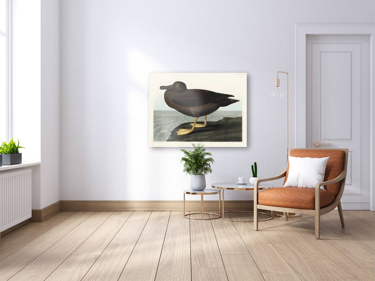 Dusky Albatros Reproduction