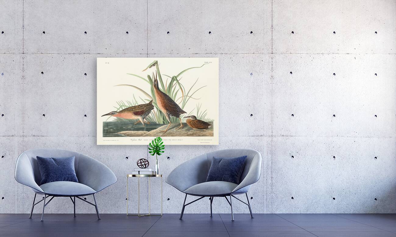 Virginia Rail Reproduction