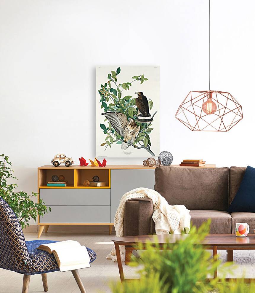 Broad-winged Hawk Reproduction