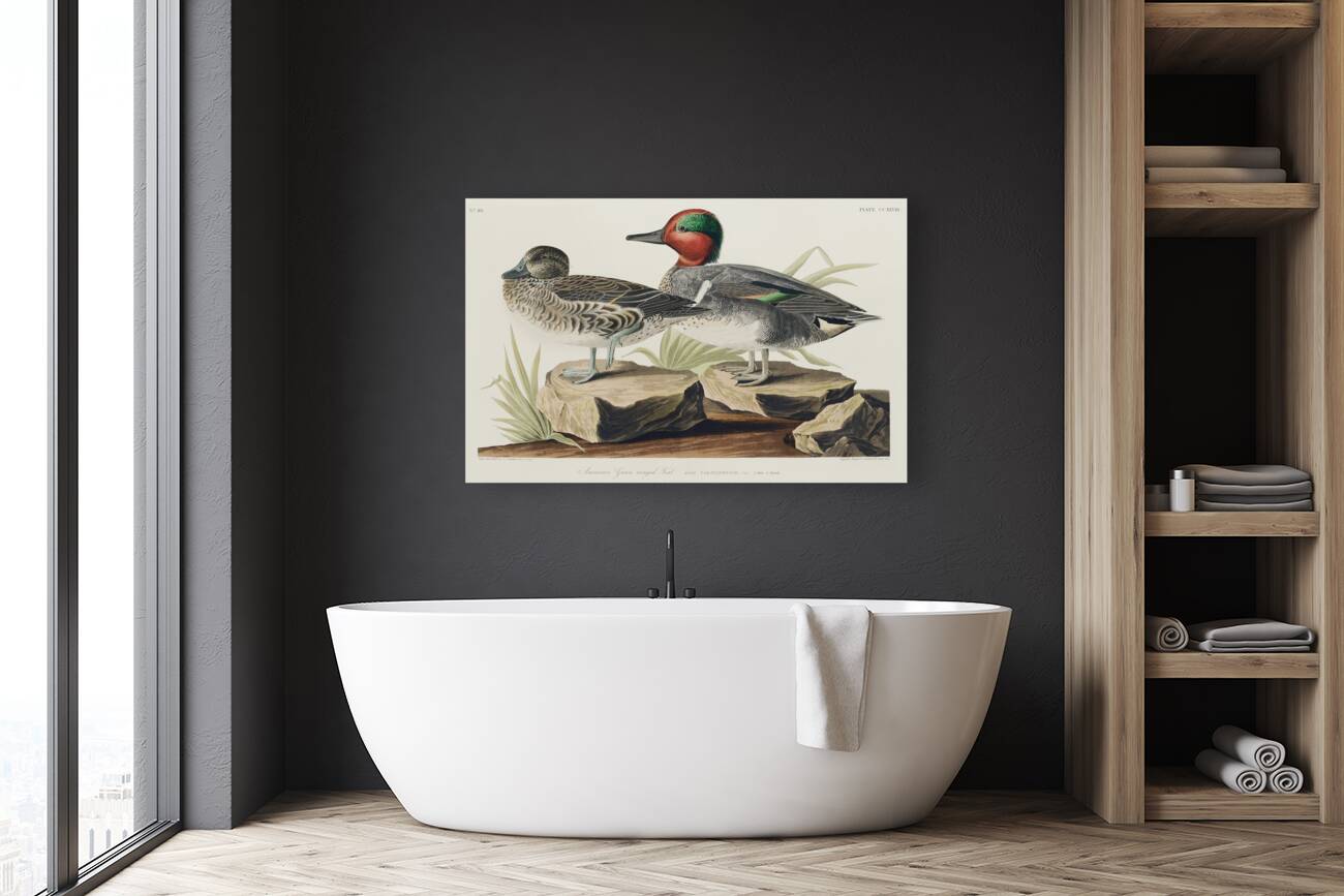 Broad-winged Hawk Reproduction