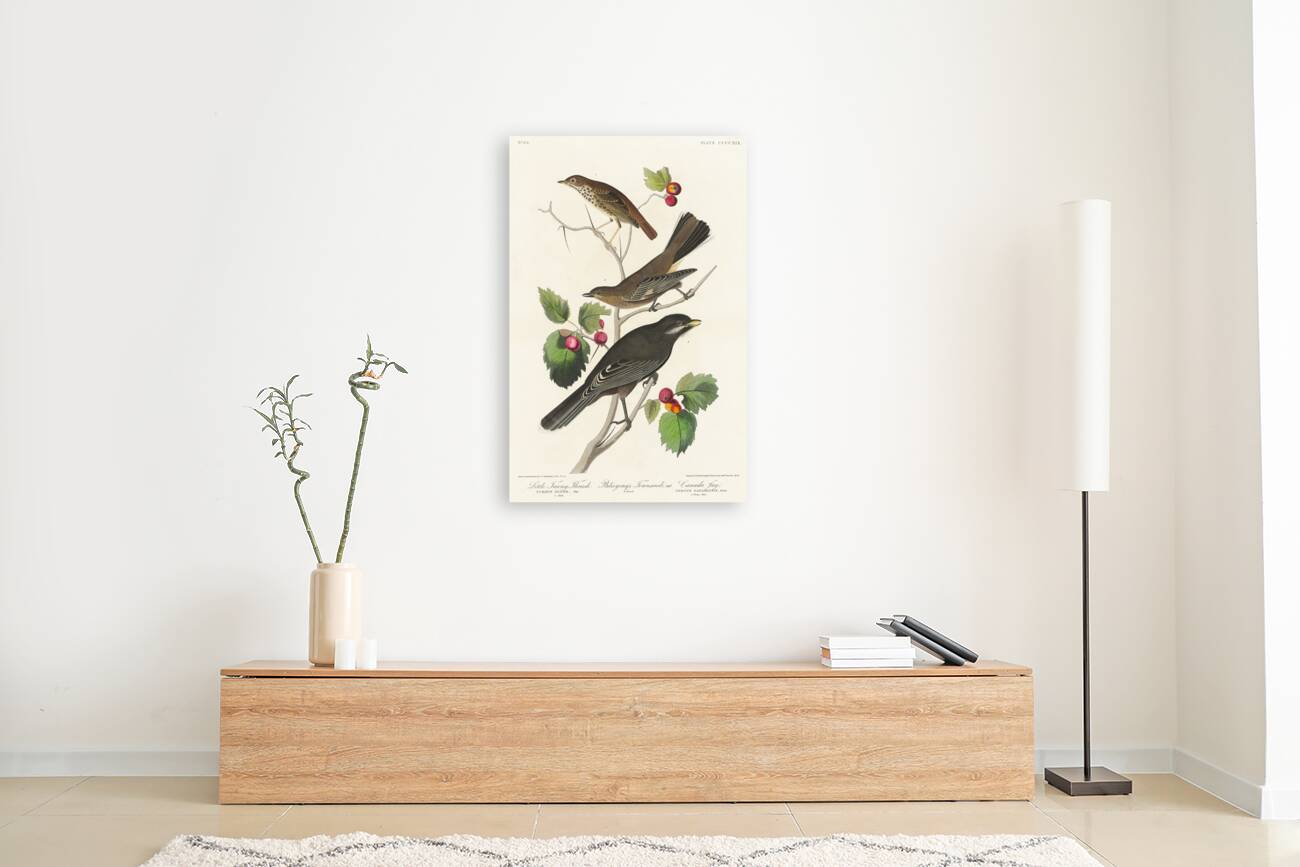 Little Tawny Thrush Ptiliogonys Townsendi and Canada Jay Reproduction