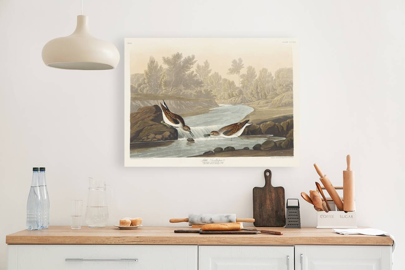 Little Sandpiper Reproduction