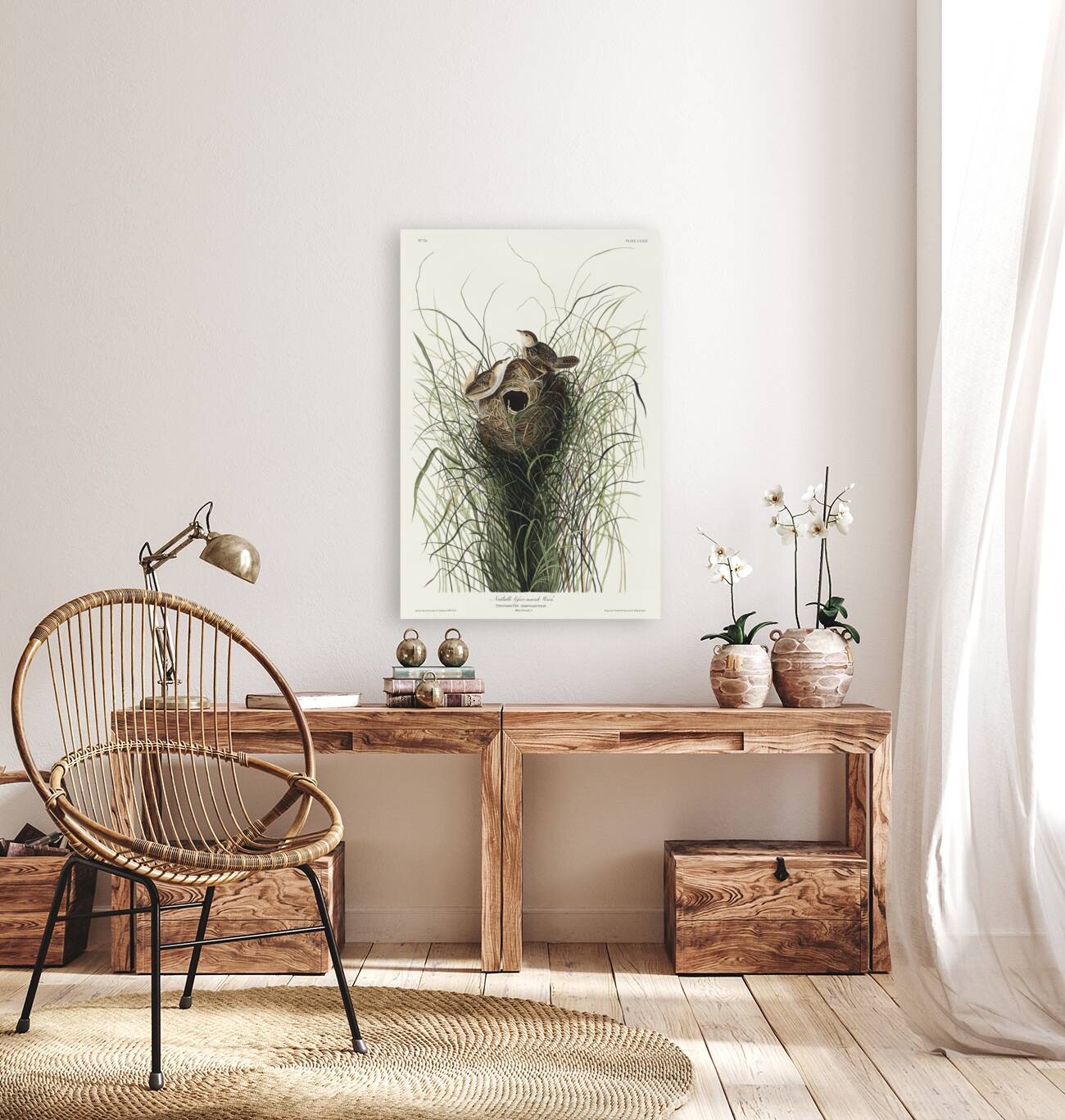 Nuttalls lesser-marsh Wren Reproduction