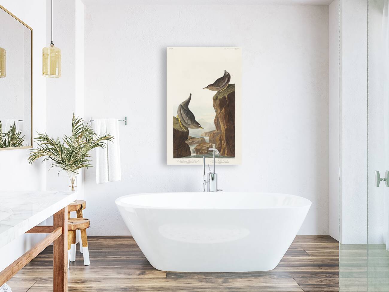 Columbian Water Ouzel and Arctic Water Ouzel Reproduction