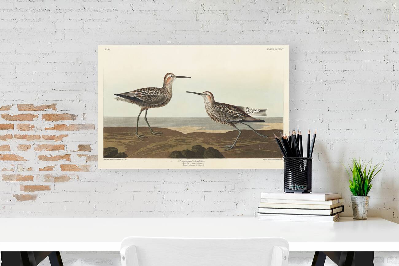 Long-legged Sandpiper Reproduction