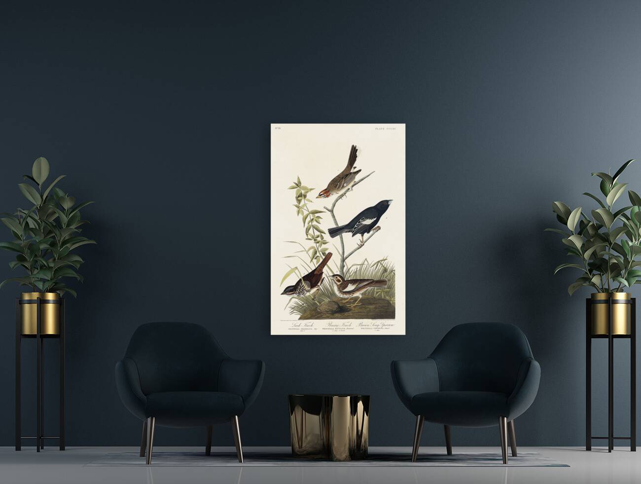 Lark Finch Prairie Finch and Brown Song Sparrow Reproduction