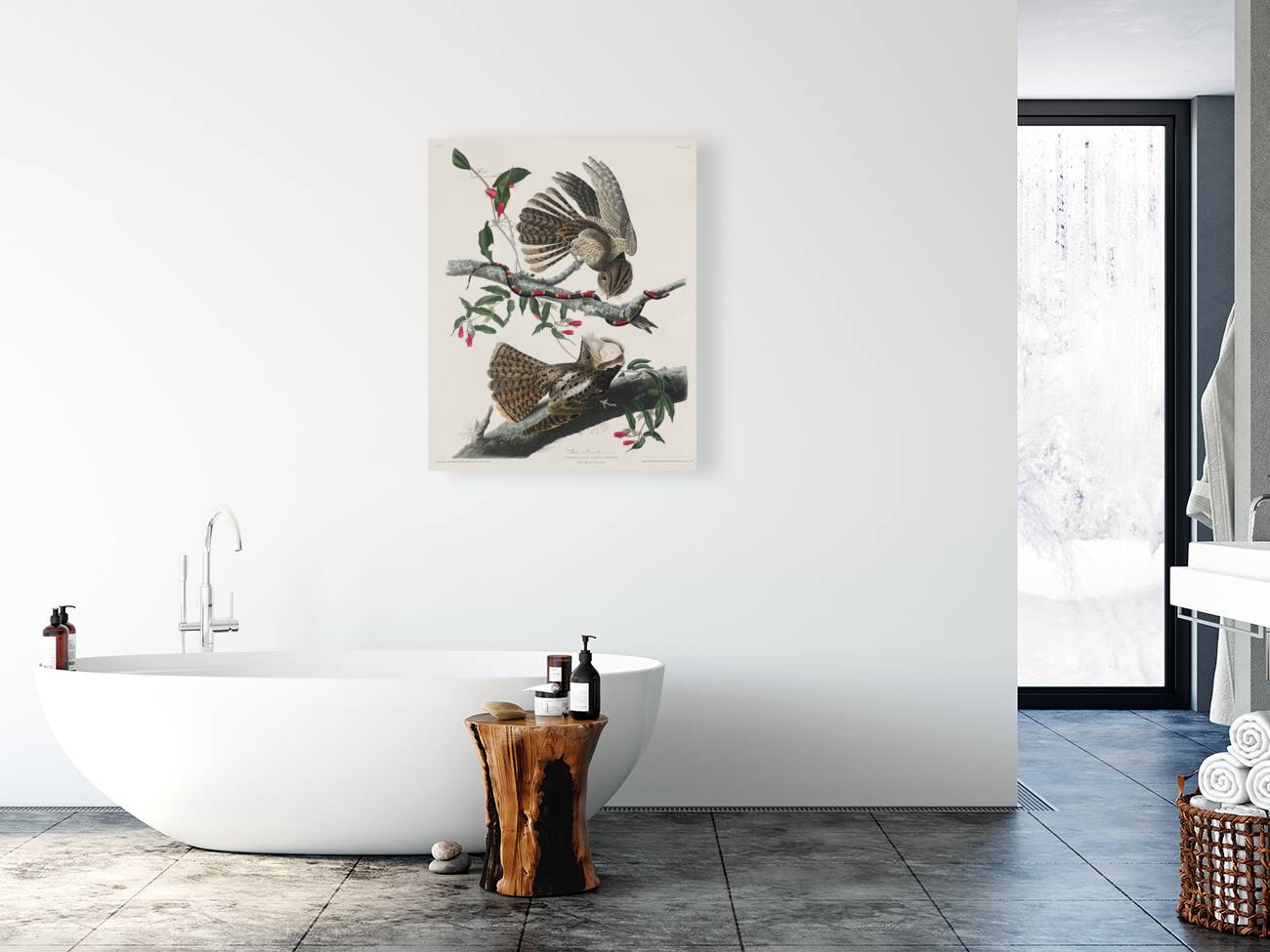 Chuck-wills Widow Reproduction