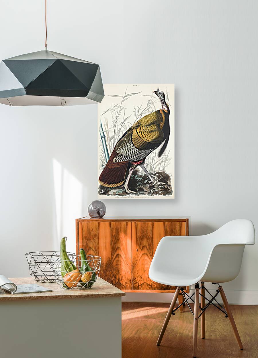 Wild Turkey or Great American Cock Reproduction